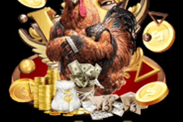 Gà chọi đang được huấn luyện