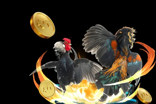 Gà chọi với phả hệ